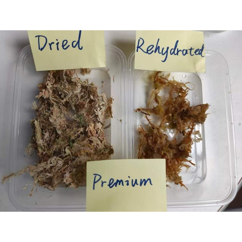 Premium Sphagnum Moss for Orch - đánh giá và giá Sphagnum Moss Dry